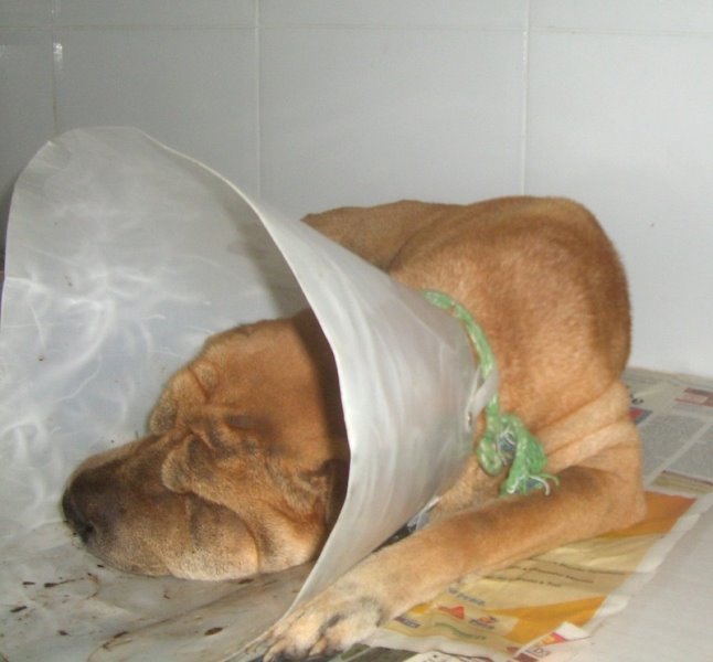 [CÃ£o+a+adotar.jpg]
