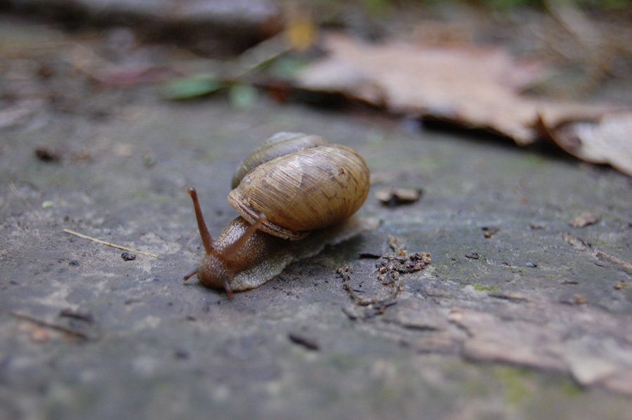 [snail2.jpg]