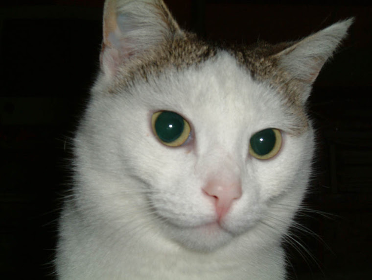 La mia micia ( + 22/10/2009 )