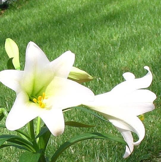 Wazzupolitan April 2010