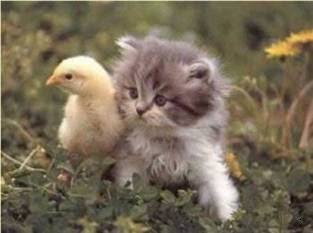 Kitten With Chick