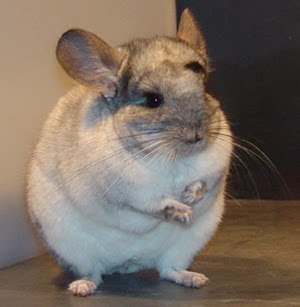 Chinchillas Chin_01