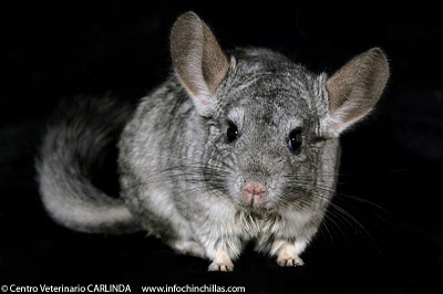 Chinchillas Chin_02
