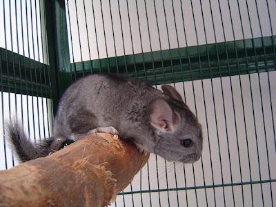 Chinchillas Chin_04