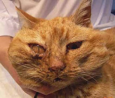 Sanidad del gatito Felv5