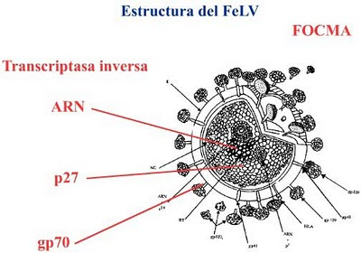 Sanidad del gatito Virus_felv