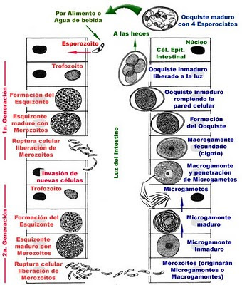 Sanidad del gatito Coccidios_ciclo