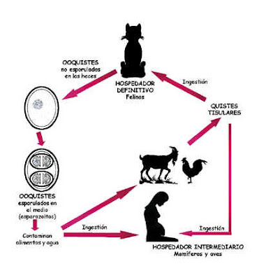 Sanidad del gatito Gato_toxo3