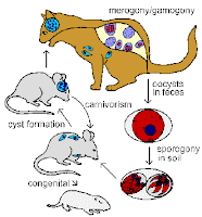 Sanidad del gatito Toxo_lc