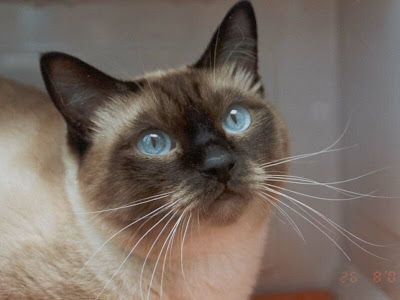 Sanidad del gatito Gato_99_peritonitis