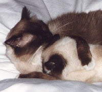 Sanidad del gatito Otodec5