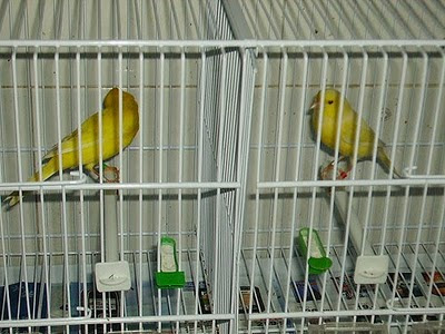 Canarios Cana_07