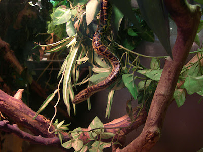 Reptiles – Introducción Irep_04