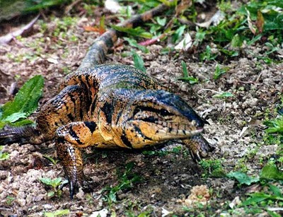 Reptiles – Introducción Prep_03