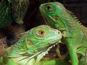 Reptiles como mascotas Prep_01