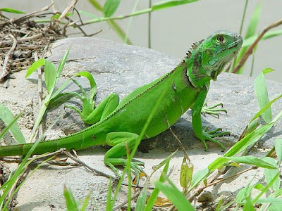 Iguanas Igu_01