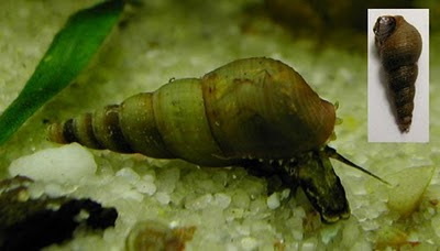 Mantenimiento del Acuario Mac_05