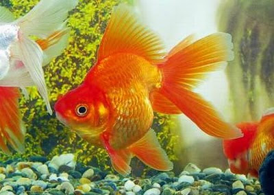 Acuario de Agua Fría Eac_00