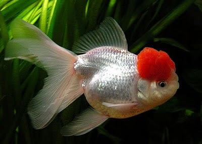 Acuario de Agua Fría Eac_02