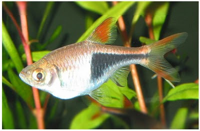 Acuario de Agua Tropical Eac_19