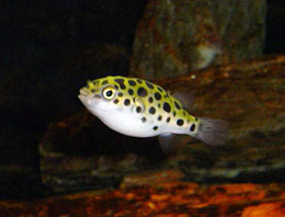 Acuario de Agua Tropical Eac_32