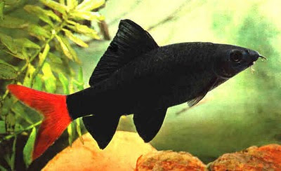Labeo Bicolor Labeo_02