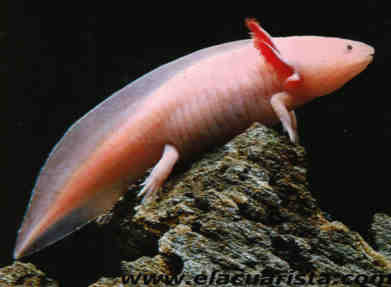 Axolote Axo_00