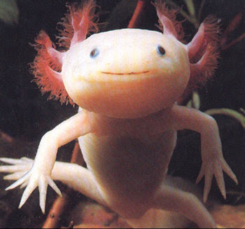 Axolote Axo_04