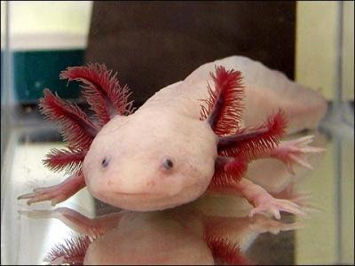 Axolote Axo_05