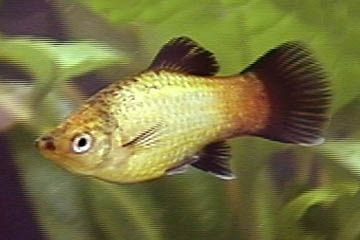 Platys y Espadas Plat_03