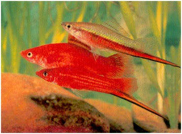 Platys y Espadas Plat_07