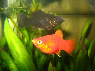 Platys y Espadas Plat_00