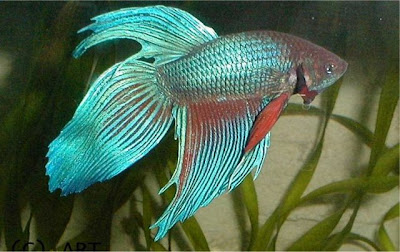 Betta Splendens Bett_04