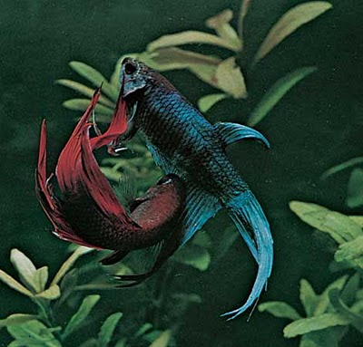 Betta Splendens Bett_15