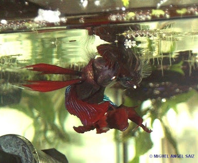 Betta Splendens Bett_21