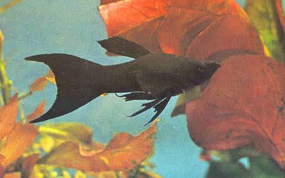 Mollienesia Sphenops Moll_01