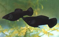 Mollienesia Sphenops Moll_05