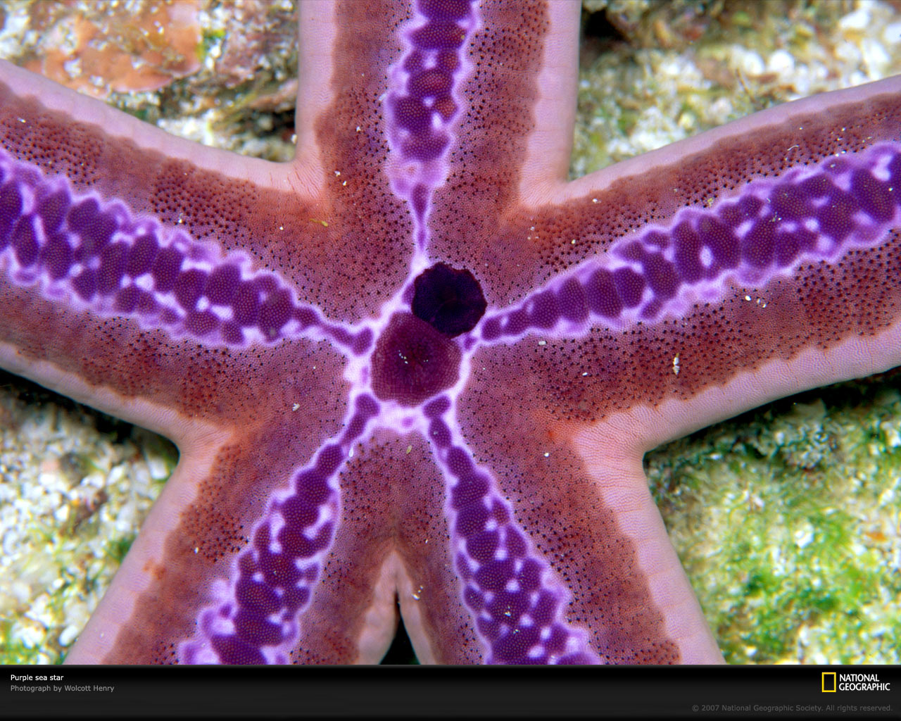 [purple-sea-star-696734-xl.jpg]