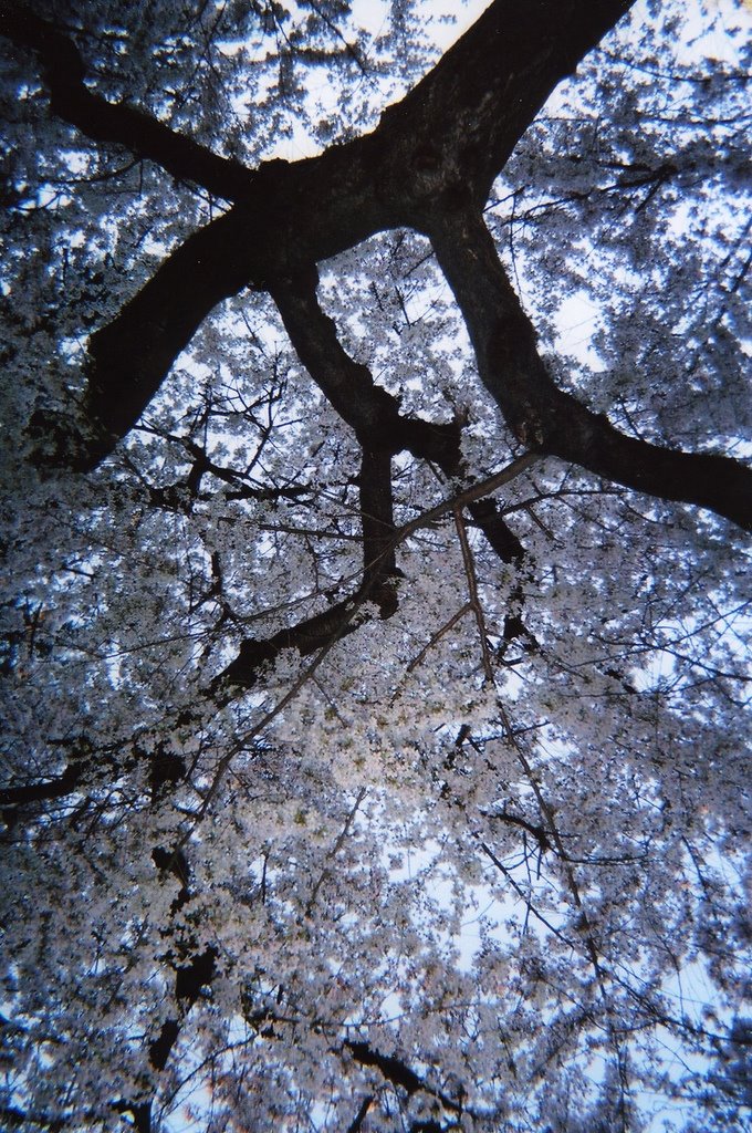 [treeeeeee.jpg]