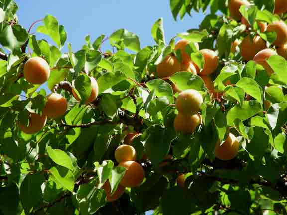 Apricots ready for harvest