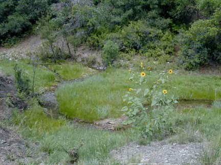 The creek at Blue Spring Orchard