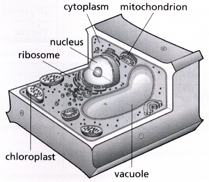 animal cell parts diagram. Below is a basic diagram of a