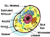 Cell Organelles Diagram Cell Organelles Diagram