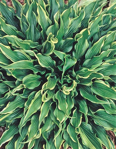 [hostaelectrocution.jpg]