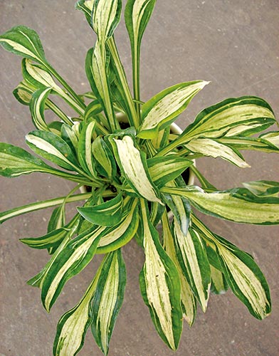 [hostalongissimamanzo.jpg]