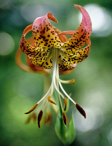 [sandhillsfirelily.jpg]