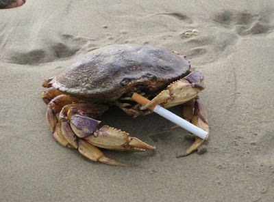 kepiting perokok