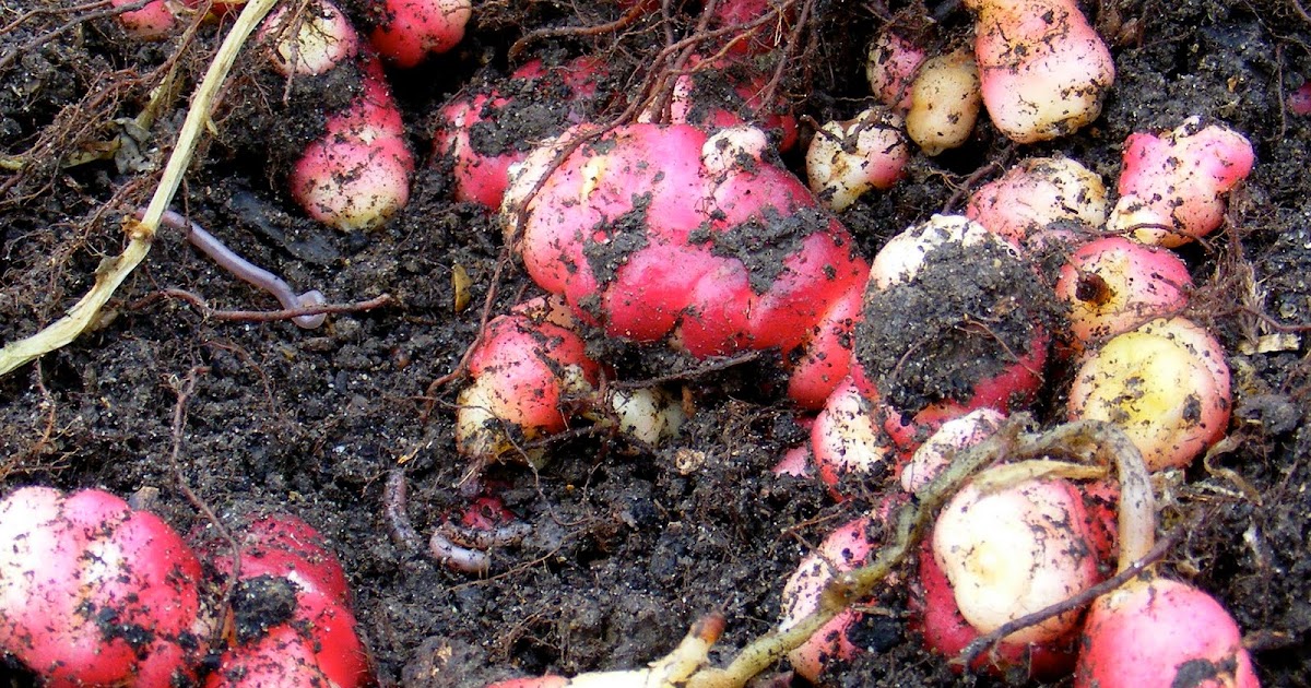 Growing Oca Introduction & 2008 Growing Season