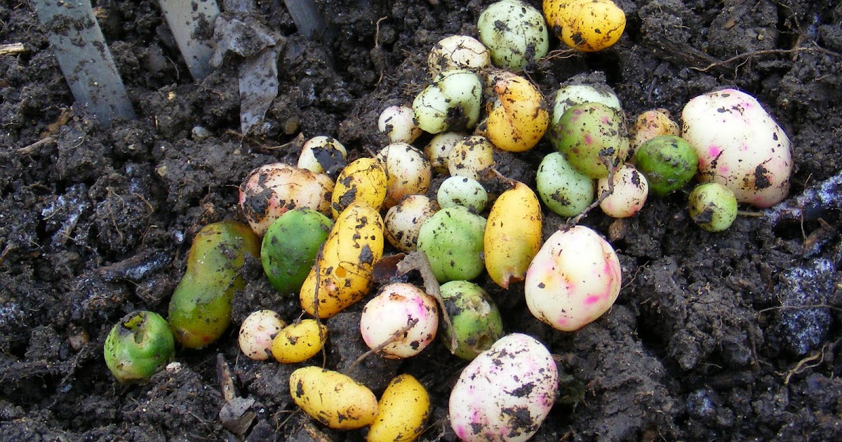 Growing Oca Unimpressive Ulluco Harvest