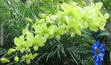 Dendrobium Anidang Green